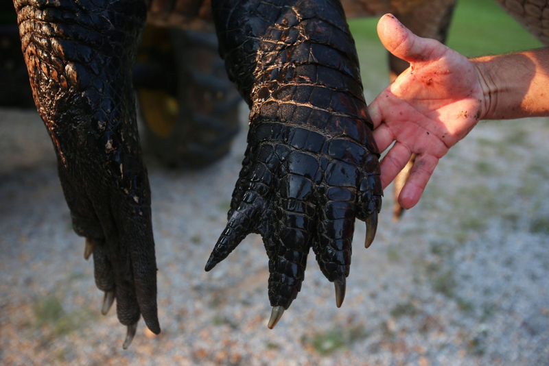 Illustration for article titled Giant Alligator Literally Broke The Scale When Biologists Weighed It
